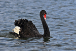 Black Swan portfolio