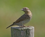 Wryneck