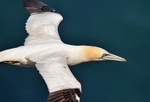 Gannet