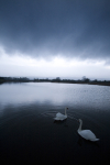 Swan Lake _S073