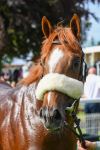 170523-Race 6-Mon Na Slieve-0848