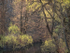 BIG CREEK IN SPRING - NORFOLK COUNTY