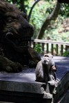 Macaques (mother & baby) by statue, Ubud Monkey Forest, Bali