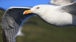 Close view of flying Herring Gull from boat, Flatanger, Norway