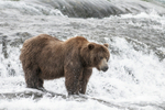 McNeil River Bears-3