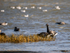 Dark-bellied Brent Goose