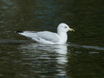 Ring-billed Gull (adult), Canmore, Canada
