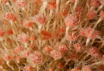 Tubularia larynx