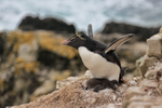Rockhopper Penguin & chick, Cape Bougainville, Falklands