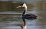 Grebe