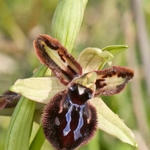 Siponto Ophrys (Ophrys sipontensis) an orchid endemci to the Gargano penisula,