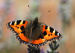 Small Tortoiseshell