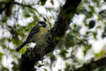 Great Tit - DSC_8470