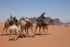 Wadi Rum 50