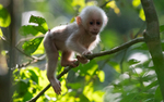 Stump-tailed Macaque baby