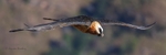 Adult Bearded Vulture