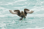 Brown Skua harasses Imperial Shag at sea, Saunders Island