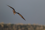 Magnificent Frigatebird (male) in flight, Isla Lobos
