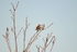 Woodlark