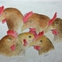 Chickens