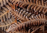 Frosted Bracken