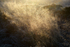 Grass 1