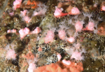 Alcyonium hibernicum
