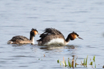 20150306-8E0A0044-3363