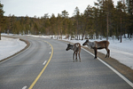 Reindeer