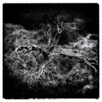 Trees 1