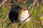 Red Wren Pair 3