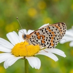 Spotted fritillary (Melitaea didyma)
