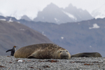 Elephant seal on Fortuna bay