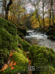 Autumn leaves, Afon Clywedog