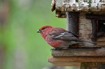 Pine Grosbeak