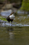 DIPPERS
