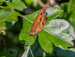 Gatekeeper