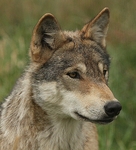 529 WOLF PORTRAIT