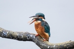 Kingfisher Alcedo Atthis060