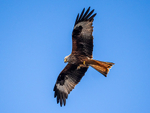 Red Kite