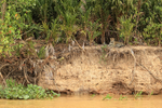 Jaguar resting on river bank, Rio Sao Lourenco, Mato Grosso, Brazil