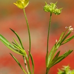 Corn buttercup (Ranunculus arvensis) 