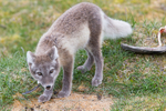 Arctic fox feast
