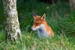 Red Fox