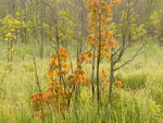Wetland-June Morning