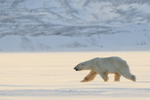 Polar Bear (male) backlit, Svalbard, Norway