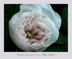 Rosa damascena 'Mme Hardy' 1