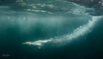 Underwater Gannets 14