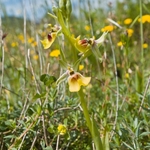 Ophrys lacaitae (Lacaita's Ophrys)