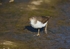 Spotted Sandpiper